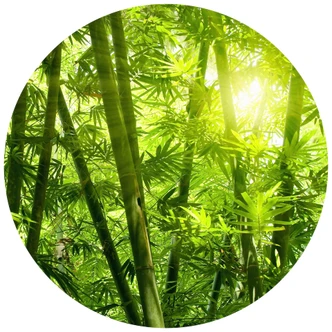 Round wall mural Sunshine in a Bamboo Forest - non self-adhesive/self-adhesive wallpapers 
