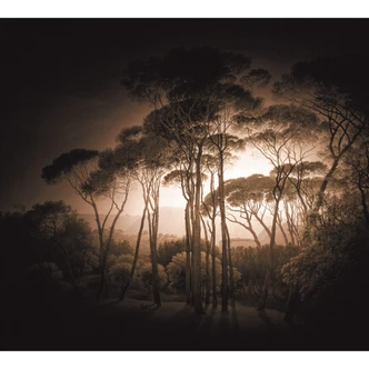 Fototapete Schirmkiefern mit Vignettierung Sepia 