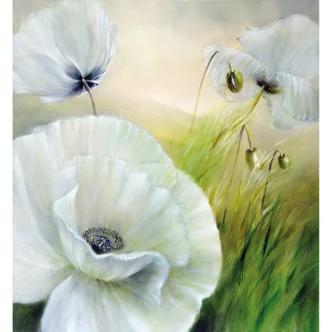 Fototapete Schmucker - Weißer Mohn 