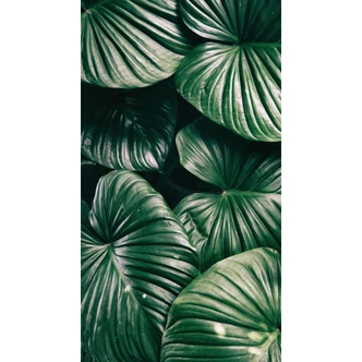 Fototapet Urban Jungle - Alokasie Calidora - 144x260 cm 