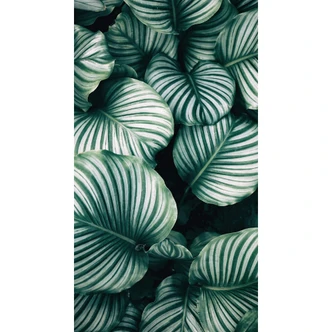 Fototapet Calathea Orbifolia - 144x260 cm 