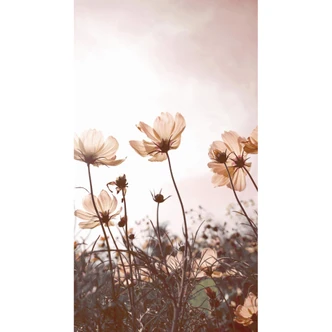 Fototapete Wilde Wiese - 144x260 cm 