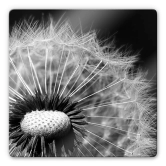 Tableau en verre - Dandelion 