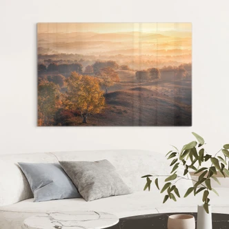 Tableau en verre Bouleaux dans la rosée dorée du matin - Cui 