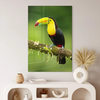 Tableau sur verre van Duijn - Tukan du pêcheur au Costa Rica 