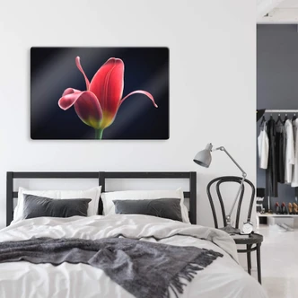 Glasschilderij Grønkjær - First Tulip 