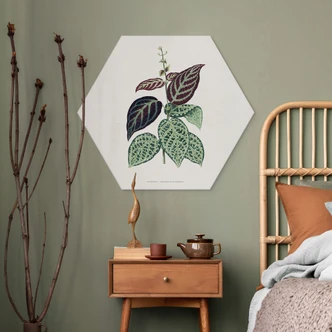 Hexagon Dibond Bladillustratie - Bignonia Argyro Violascea 