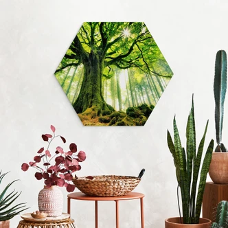 Hexagon Dibond Sprookjesbos - Kiciak 