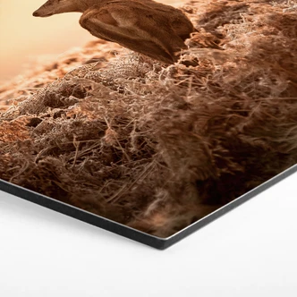 Hexagon Dibond Majestueus Hert 