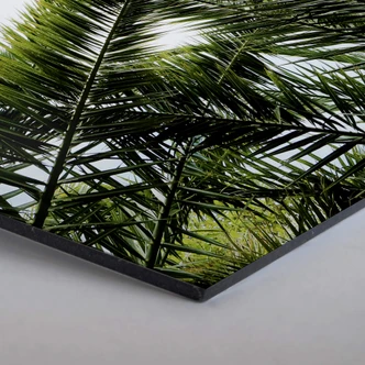 Hexagon alu-dibond - Palmen 