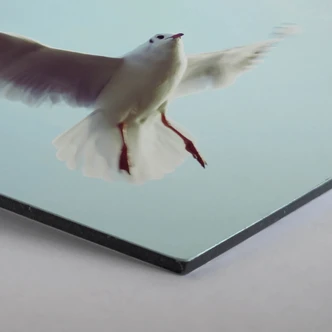 Hexagon - Alu-Dibond - Meeuwen 02 