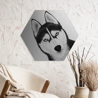 Aluminium Dibond met zilvereffect Siberische husky - Hondenportret - Korenkova - Zeshoek 