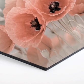 Hexagon - Alu-Dibond Delgado - Klaproos in Pastel 