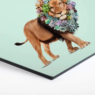 Hexagon Alu-Dibond - Loose - Succulent Lion 