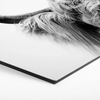 Hexagon Dibond Sisi & Seb - Bull 