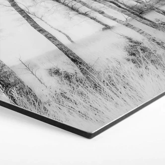 Hexagone - alu-Dibond Talen - Forêt de bouleaux noirs et blancs 