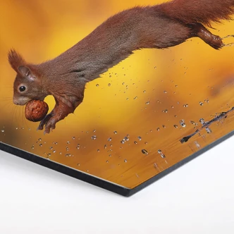 Hexagon Dibond van Duijn - Springende Eekhoorn 