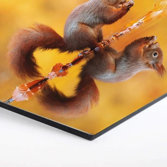 Hexagon Dibond van Duijn - Eekhoorntje met Noot Hexagon Dibond van Duijn - Eekhoorntje met Noot