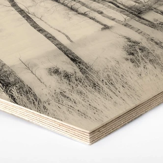 Hexagone - Bois Talen - Forêt de bouleaux noirs et blancs 