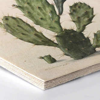 Hexagone - Placage bois de bouleau Saftleven - Cactus 
