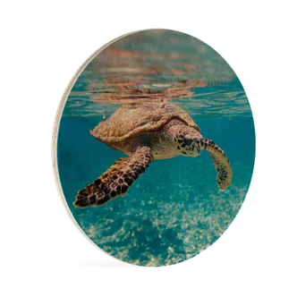 Obraz drewniany Żółw w podróży - okrągły Obraz drewniany Żółw w podróży - okrągły