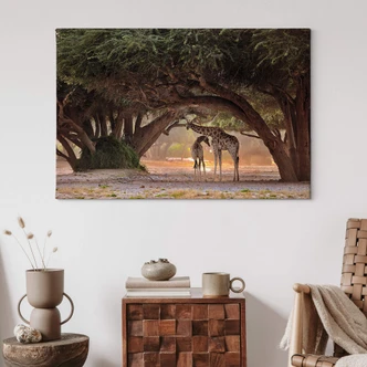 Leinwandbild D'Amico - Zwei Giraffen in Namibias Savanne 