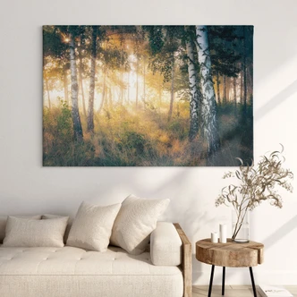 Stampa su tela Il sole nella foresta di betulle - Kado 