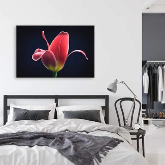 Canvas Grønkjær - First Tulip 