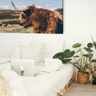 Leinwand Highland Cow 02 