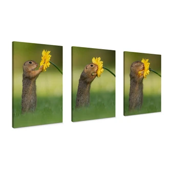 Canvas set van Duijn - Eekhoorn met bloem 3-delig Canvas set van Duijn - Eekhoorn met bloem 3-delig