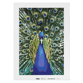 Malen nach Zahlen Leinwandbild - Pfau Paco Malen nach Zahlen Leinwandbild - Pfau Paco