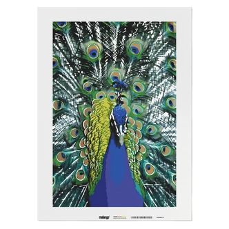 Malen nach Zahlen Leinwandbild - Pfau Philippe Malen nach Zahlen Leinwandbild - Pfau Philippe