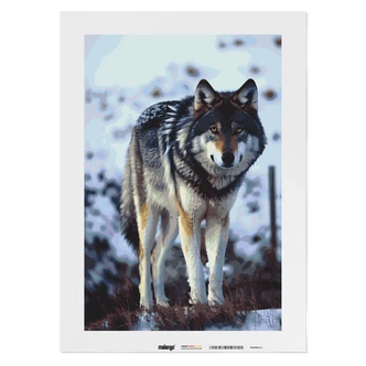 Malen nach Zahlen Leinwandbild - Wolf Walter Malen nach Zahlen Leinwandbild - Wolf Walter