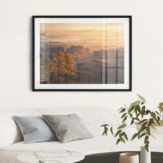 Poster Birkenbäume im goldenen Morgentau - Cui 