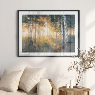Poster Soleil dans la forêt de bouleaux - Kado 