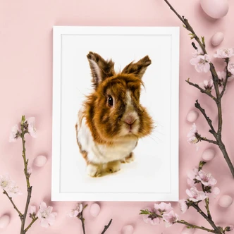 Poster Rabbit 