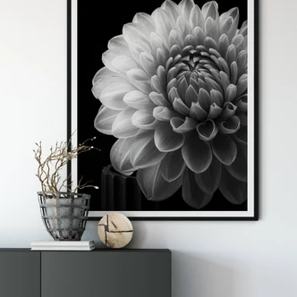 Poster Grønkjær - Dahlia Poster Grønkjær - Dahlia