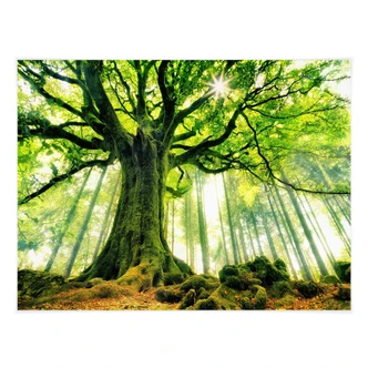 Poster Kiciak - Sprookjesbos Poster Kiciak - Sprookjesbos