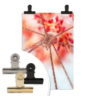 Poster Narchuk - Unterwasser-Exotik 