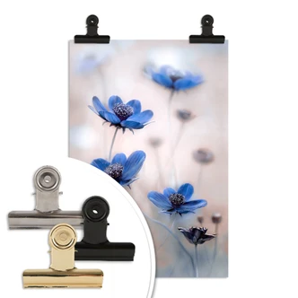 Poster Disher - Blue Cosmos 