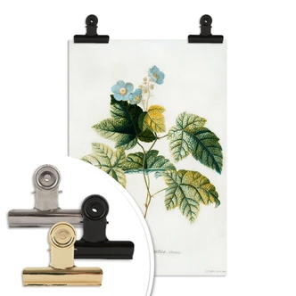 Poster Ehret - Rubus 