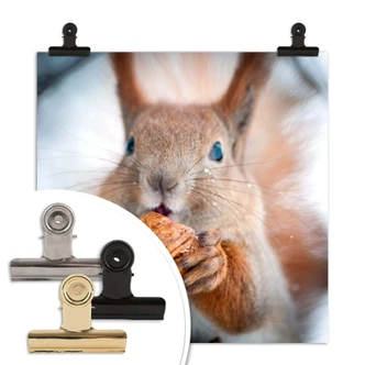 Poster squirrel with nut 