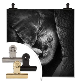 Poster Elefantungen 