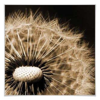Poster Dandelion 