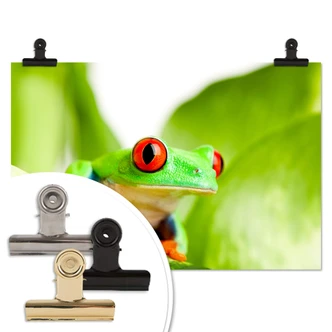 Poster Knallfrosch 