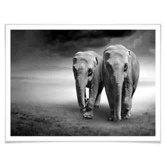 Poster Die Elefanten 