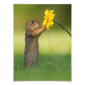 Poster van Duijn - Ekorren håller i en blomma Poster van Duijn - Ekorren håller i en blomma