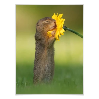 Poster Dick van Duijn - Eekhoorn ruikt aan Bloem 