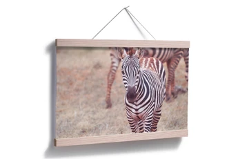 Poster Zebra foal 