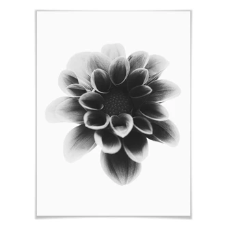 Poster Grønkjær - Dahlia 